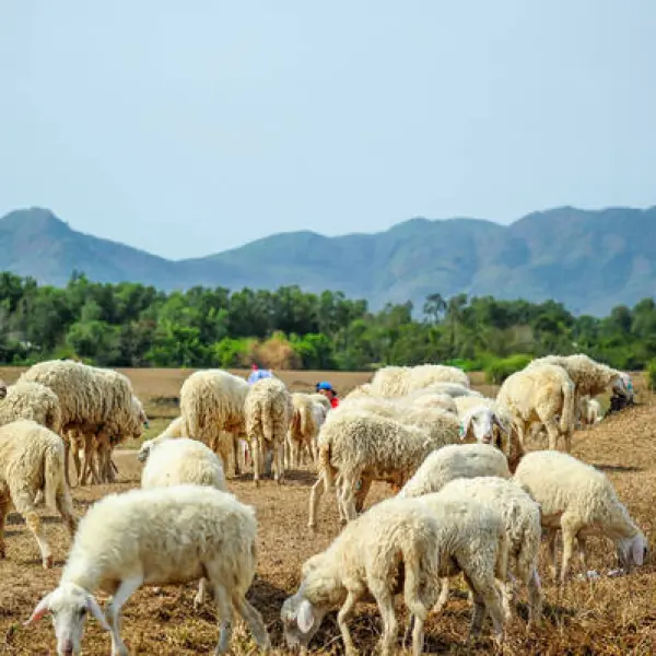 Đồng cừu Suối Nghệ