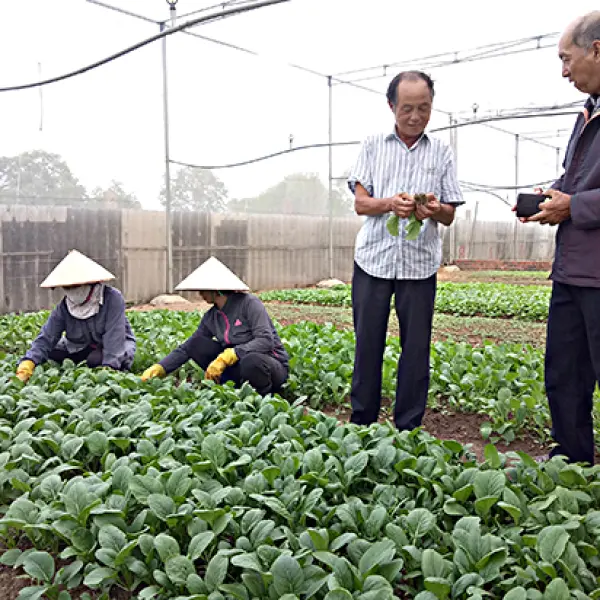 Trang trại rau sạch Sunny Farm